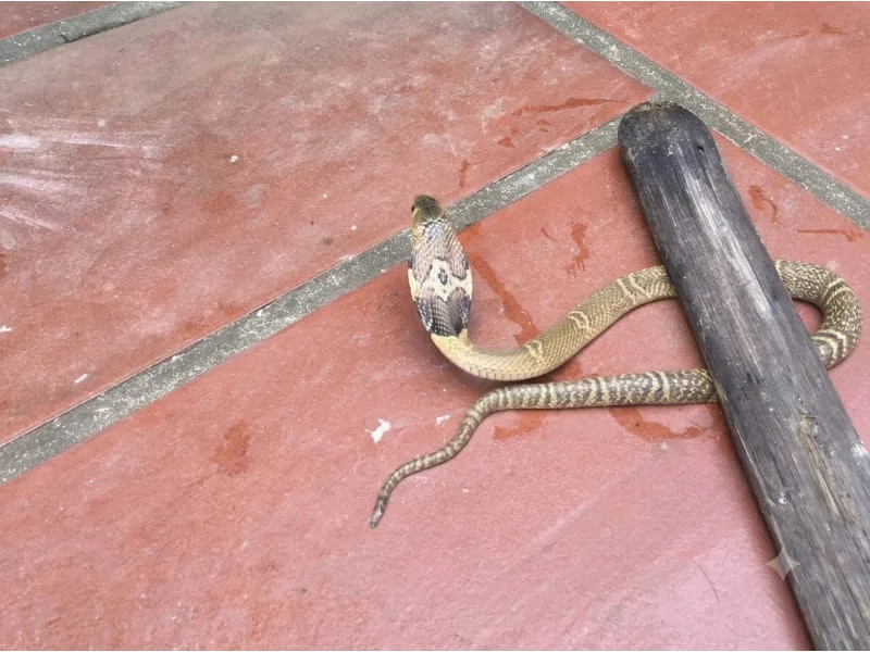 Rắn màu vàng bò vào nhà